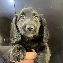 Barolo - Black male Dachshund puppy in Bigfork, Minnesota from Dachshunds Up North