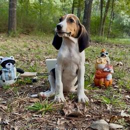 Red girl - Tri-colored female Treeing Walker Coonhound puppy in Lovelady, Texas from 3 Color Kennel