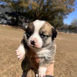 Girl 2 - Red female Pembroke Welsh Corgi puppy in Ocala, Florida from Rivermont Farm