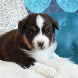 French Bulldog, Miniature Australian Shepherd, and Toy Australian Shepherd Puppies from Magnolia Hills Farm