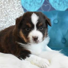 French Bulldog, Miniature Australian Shepherd, and Toy Australian Shepherd Puppies from Magnolia Hills Farm