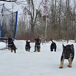 German Shepherd Puppies from Karriage Haus Kennels