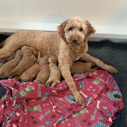 Bernedoodle and Goldendoodle Puppies from Brunsman Country Doodles LLC