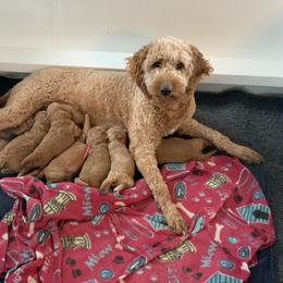 Bernedoodle and Goldendoodle Puppies from Brunsman Country Doodles LLC