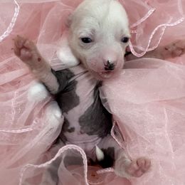 Boy 2 - male Chinese Crested puppy in Pike Road, Alabama from Naked & Puffs