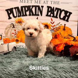 Skittles - White male Maltipoo puppy in Greenfield, Iowa from Sugar Plum Puppies