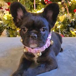 French Bulldog Puppies from Michelle's French Bulldogs