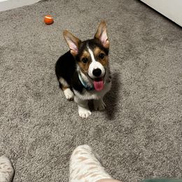 Pembroke Welsh Corgi Puppies from McMillion Corgis