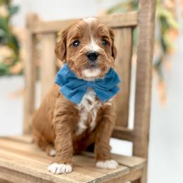 Oleander - Red  male Goldendoodle puppy in Queen Creek, Arizona from Goldendoodle AZ