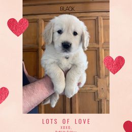 Golden Retriever Puppies from Ruff Life Goldens