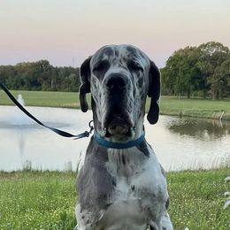 Great Danes from Blessed By Danes