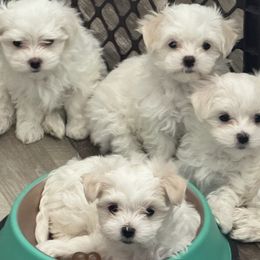 Maltese from Deborah Chatman
