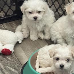 Maltese from Deborah Chatman