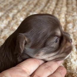 Solana - Chocolate and white female Chihuahua puppy in Menifee, California from Lane’s Little Long Coats