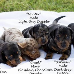 Dachshund Puppies from Honey Creek Doxies