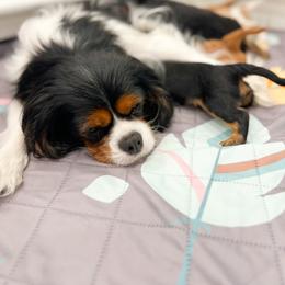 Cavalier King Charles Spaniel Puppies from Emerald Grove Puppies