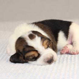 Boy 1 - Black brown and white male Basset Hound puppy in Idaho from Welcome Home Bassets
