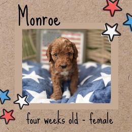 Monroe - Red  female Goldendoodle puppy in Zeeland, Michigan from Dandelion Lane Doodles