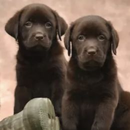 Labrador Retrievers from Janet Yosay