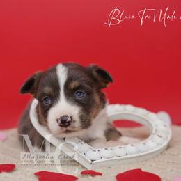 Greyson (Fluffy) - Blue male Pembroke Welsh Corgi puppy in Straughn, Alabama from Magnolia Creek Corgis
