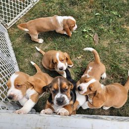 Basset Hound Puppies from Bad and Boujee Basset Hounds