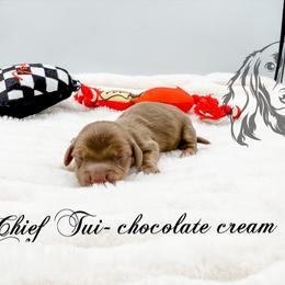 Chief Tui - Chocolate and cream male Dachshund puppy in Prairieville, Louisiana from Southern Barron Danes & Dachshunds
