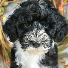 Rowan - White and black male Bordoodle puppy in Tom Bean, Texas from Okie Bordoodles & Poodles