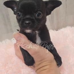 Tiny Dallas - Black female Chihuahua puppy in Bowdon, Georgia from Paschal's Pups