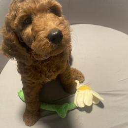 Maple - Lavender Collar - Apricot female Goldendoodle puppy in Brea, California from Dhalia’s Doodles
