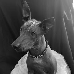 PRADA - Xoloitzcuintli