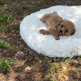 Sophie - Apricot female Poodle puppy in Naples, Florida from Puppies Forever 💙❤️🐶