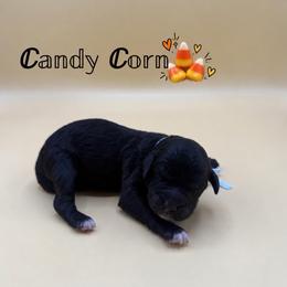 Candy Corn - Black and white female Aussiedoodle puppy in Paragould, Arkansas from AC Doodles & Corgis