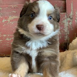 Miniature Australian Shepherd Puppies from Windy Hills Mini Aussies