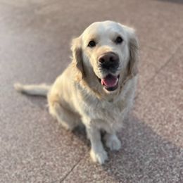 Pearl - Golden Retriever