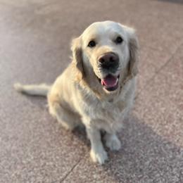 Pearl - Golden Retriever