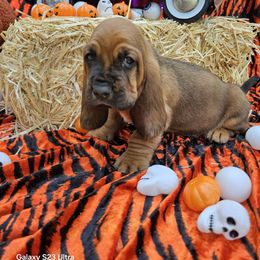 Denver - Brown black and white male Basset Hound puppy in Big Rapids, Michigan from Basket Hound Bassets