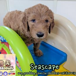 Seascape - Apricot male Goldendoodle puppy in Santa Cruz, California from Lu Doodles