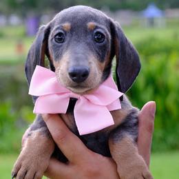Dachshund puppies from Mimis dainty daxis