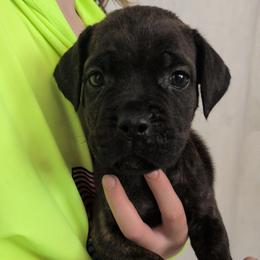 Light pink collar: Blossom - Black brindle female Cane Corso puppy in Franktown, Colorado from Earth and Ship Cane Corso