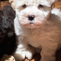 Colten - Wheaten male Miniature Schnauzer puppy in Sylvania, Georgia from Southern Sky Miniature Schnauzers
