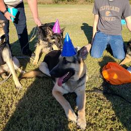 German Shepherd Puppies from The Zeus N Luna 2 Pay it Forward Foundation
