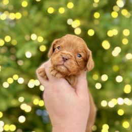 GRINCH - Chocolate male Cavalier King Charles Spaniel puppy in Jackson, Ohio from The Cavaliers at EAP Acres
