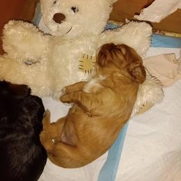Cavalier King Charles Spaniel Puppies from 7 Bridges Cavaliers