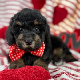 Jason A. - Phantom male Poodle puppy in Grinnell, Iowa from Rural Iowa Aussies & Doodles