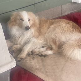 Cowboy - Border Collie