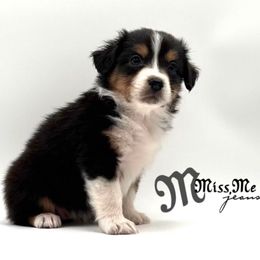 MissMe - Black tri female Miniature American Shepherd puppy in Tremonton, Utah from Azure Sky Minis