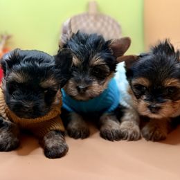 Uno (gray band) - Black and gold male Yorkshire Terrier puppy in Tangipahoa County, Louisiana from Riche’ Louisiana Yorkies