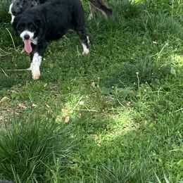 Brinley - Bernedoodle