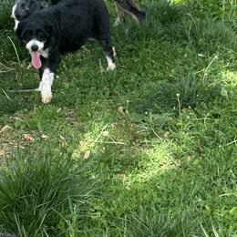 Brinley - Bernedoodle