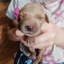 Pink - Light golden female Golden Retriever puppy in Lanesboro, Minnesota from Eagle Ridge Golden Retrievers